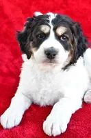 Colleen, a female Miniature Bernedoodle and Miniature Aussiedoodle for sale in Dundee, OH – 4 of 9