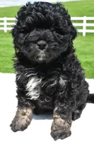 Zachery, a male Miniature Bernedoodle and Miniature Aussiedoodle for sale in Dundee, OH – 2 of 7