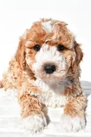 Violet, a female Miniature Goldendoodle for sale in Dundee, OH – 3 of 4