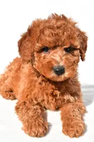 Miley, a female Miniature Goldendoodle for sale in Dundee, OH – 8 of 9
