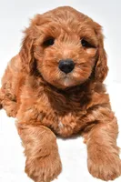 Jared, a male Miniature Goldendoodle for sale in Dundee, OH – 4 of 9