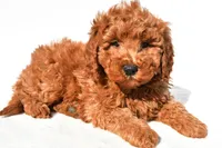 Rosie, a female Miniature Goldendoodle for sale in Dundee, OH – 5 of 8