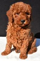 Olivia, a female Miniature Goldendoodle for sale in Dundee, OH – 2 of 9