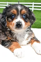 Lilly, a female Miniature Bernedoodle and Miniature Aussiedoodle for sale in Dundee, OH – 6 of 8