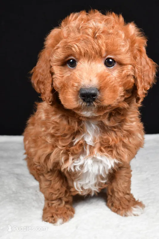 Justin – Miniature Labradoodle puppy for sale in Dundee, OH