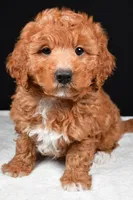 Justin, a male Miniature Labradoodle for sale in Dundee, OH – Photo 2 of 8