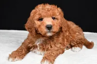 Justin, a male Miniature Labradoodle for sale in Dundee, OH – Photo 7 of 8