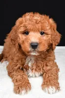 Justin, a male Miniature Labradoodle for sale in Dundee, OH – Photo 4 of 8