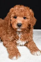 Justin, a male Miniature Labradoodle for sale in Dundee, OH – Photo 5 of 8