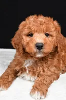 Justin, a male Miniature Labradoodle for sale in Dundee, OH – Photo 6 of 8
