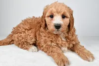 Maria, a female Miniature Goldendoodle for sale in Dundee, OH – 5 of 8
