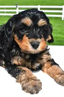 River, a male Miniature Bernedoodle and Miniature Aussiedoodle for sale in Dundee, OH – 5 of 8