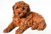 Layla, a female Miniature Goldendoodle for sale in Dundee, OH – 3 of 8