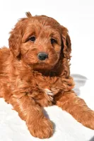 Avery, a female Miniature Goldendoodle for sale in Dundee, OH – 4 of 7