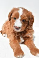 Landrie, a female Miniature Goldendoodle for sale in Dundee, OH – 5 of 6