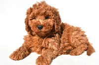 Rosie, a female Miniature Goldendoodle for sale in Dundee, OH – 3 of 8