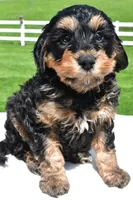 River, a male Miniature Bernedoodle and Miniature Aussiedoodle for sale in Dundee, OH – 2 of 8