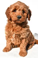 Braxton, a male Miniature Goldendoodle for sale in Dundee, OH – 2 of 10
