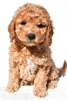 Alice, a female Miniature Goldendoodle for sale in Dundee, OH – 5 of 8