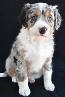 Austin, a male Miniature Bernedoodle and Miniature Aussiedoodle for sale in Dundee, OH – 9 of 9