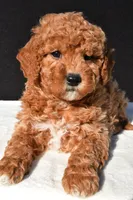 Sophia, a female Miniature Goldendoodle for sale in Dundee, OH – 7 of 8