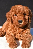 Olivia, a female Miniature Goldendoodle for sale in Dundee, OH – 5 of 9