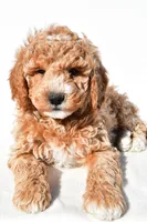 Justin, a male Miniature Goldendoodle for sale in Dundee, OH – 6 of 8