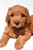 Jared, a male Miniature Goldendoodle for sale in Dundee, OH – 8 of 9