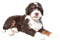 Derrick, a male Miniature Bernedoodle for sale in Dundee, OH – 2 of 5