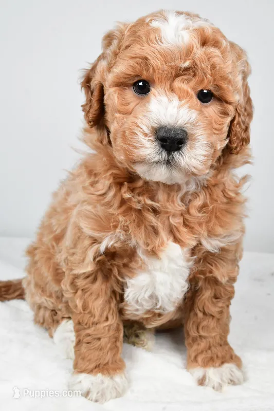 Colton – Miniature Goldendoodle puppy for sale in Dundee, OH