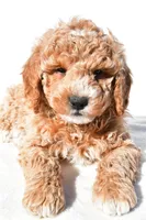 Justin, a male Miniature Goldendoodle for sale in Dundee, OH – 8 of 8
