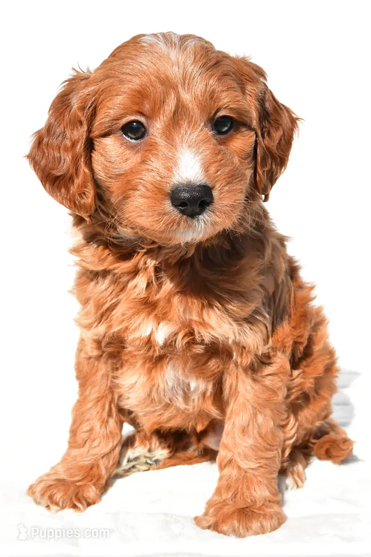 Conner, a male Miniature Goldendoodle for sale in Dundee, OH – 1 of 7