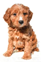 Conner, a male Miniature Goldendoodle for sale in Dundee, OH – 1 of 7