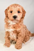 Neo, a male Miniature Labradoodle for sale in Dundee, OH – Photo 3 of 8