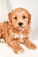 Neo, a male Miniature Labradoodle for sale in Dundee, OH – Photo 4 of 8