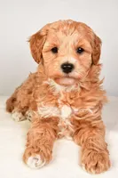 Neo, a male Miniature Labradoodle for sale in Dundee, OH – Photo 6 of 8