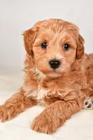 Neo, a male Miniature Labradoodle for sale in Dundee, OH – Photo 5 of 8