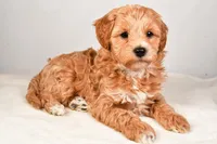 Neo, a male Miniature Labradoodle for sale in Dundee, OH – Photo 7 of 8