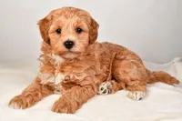 Neo, a male Miniature Labradoodle for sale in Dundee, OH – Photo 8 of 8