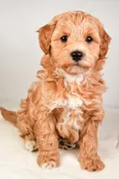 Neo, a male Miniature Labradoodle for sale in Dundee, OH – Photo 1 of 8