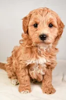 Neo, a male Miniature Labradoodle for sale in Dundee, OH – Photo 2 of 8