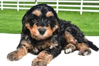 River, a male Miniature Bernedoodle and Miniature Aussiedoodle for sale in Dundee, OH – 4 of 8