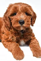 Austin, a male Miniature Goldendoodle for sale in Dundee, OH – 7 of 8