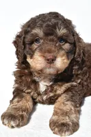 Quinten, a male Miniature Bernedoodle for sale in Dundee, OH – 6 of 6