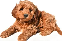 Braxton, a male Miniature Goldendoodle for sale in Dundee, OH – 4 of 10