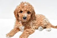Willow, a female Miniature Goldendoodle for sale in Dundee, OH – 3 of 8
