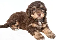 Quinten, a male Miniature Bernedoodle for sale in Dundee, OH – 4 of 6