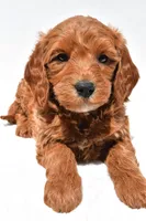 Cole, a male Miniature Goldendoodle for sale in Dundee, OH – Photo 4 of 9