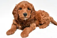 Cole, a male Miniature Goldendoodle for sale in Dundee, OH – Photo 3 of 9