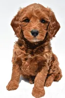 Cole, a male Miniature Goldendoodle for sale in Dundee, OH – Photo 2 of 9